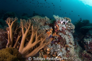 Softcorals, Manila Channel, Puerto Galera by Tobias Reitmayr 